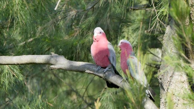 Galahs in a tree