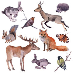 Obraz premium watercolor drawing forest animals, birds and butterfly isolated at white background, hand drawn illustration