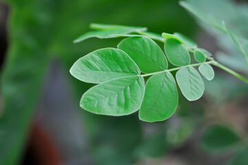 Rain tree or Samanea saman, LEGUMINOSAE MIMOSOIDEAE or Rain Tree leaf
