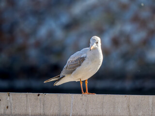 ユリカモメのアップ