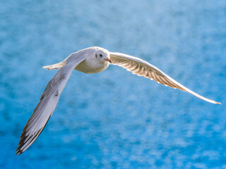 水辺を飛ぶユリカモメ