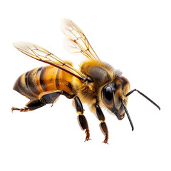 Wasp isolated on transparent background. PNG. Generated AI