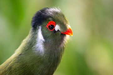 White-cheeked Turaco - Menelikornis leucotis, portrait of beautiful colored tropical bird from African forests and woodlands, Ethiopia.