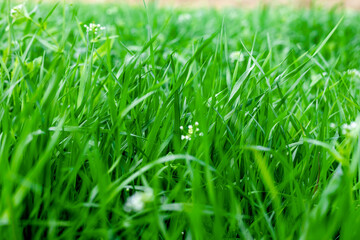 青々した草原　Lush grassland