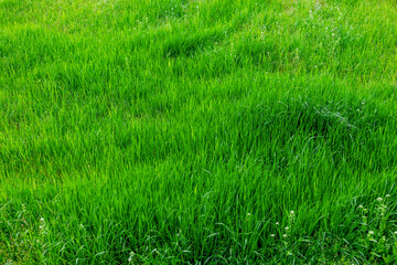 青々した草原　Lush grassland
