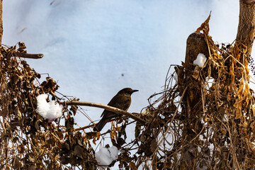 Bird on tree in winter