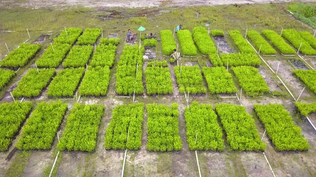 Rekaman udara pembibitan bibit Akasia, yang memamerkan tanaman muda yang tersusun rapi di lingkungan hijau yang subur. Sempurna untuk proyek pertanian, reboisasi, dan keberlanjutan.