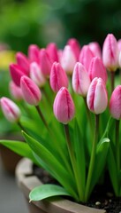 Fototapeta premium Colorful pink and white flower buds in a garden container, white, blossoms