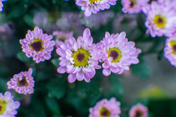 flowers in the garden