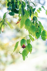 green leaves on a branch
