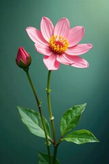 Fototapeta premium Delicate flower with slender stems and leaves, botanical, delicate