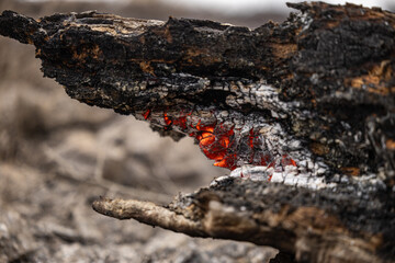 Forest fire details. A close-up of glowing embers in a charred log, revealing red-hot cracks and intricate patterns of burned wood texture.