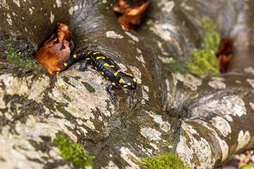 A black and yellow fire salamander sits on a damp rock in the forest, showcasing its vibrant markings. A rare amphibian in its natural habitat.