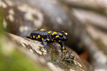 A black and yellow fire salamander sits on a damp rock in the forest, showcasing its vibrant markings. A rare amphibian in its natural habitat.