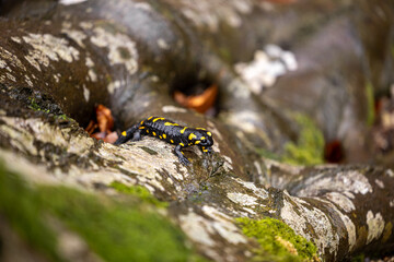 A black and yellow fire salamander sits on a damp rock in the forest, showcasing its vibrant markings. A rare amphibian in its natural habitat.