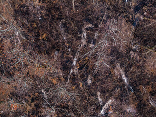 Wildfire in the mountain forest danger for environment. A tree burns in an active wildfire, with flames engulfing its branches while smoke rises. A dramatic moment of nature’s destruction.