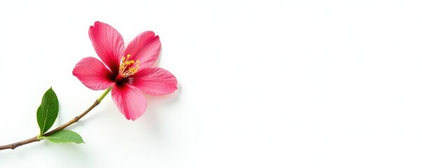 Fototapeta premium Isolated single stem with flowers and leaves on white background, blossom, stem, flower