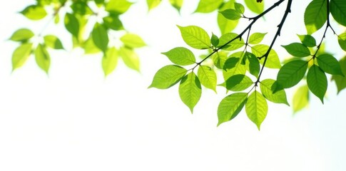 Obraz premium Isolated tree branches with leaves on white background, isolated, clean