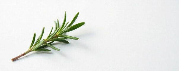 Small sprig of rosemary on white background with subtle texture, rosemary, photography, studio