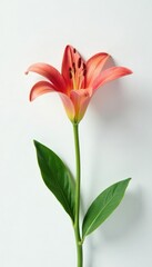 Solitary lily bloom against a bright white surface, flower, lily