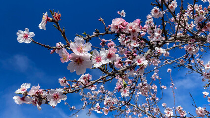 The almond blossoms stand out on the branches of the tree in spring.