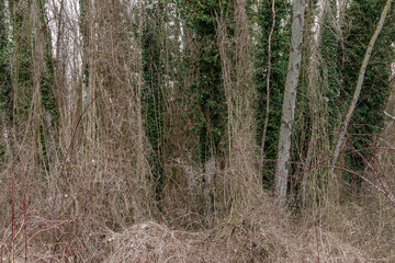 Dried climbing clematis plants and poplar trunks covered in ivy. Clematis vitalba. Hedera helix.