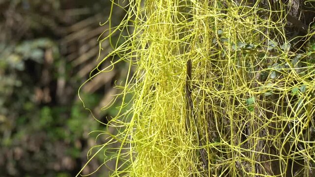 Golden Parasitic Vines in a Green Forest &ndash; Nature&rsquo;s Intricate Web in 4K Slow Motion