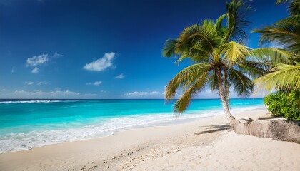 Obraz premium tropical beach and palm tree