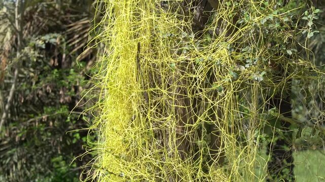 Golden Parasitic Vines in a Green Forest &ndash; Nature&rsquo;s Intricate Web in 4K Slow Motion