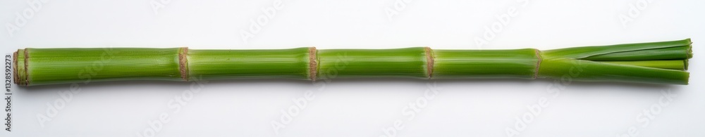 Poster close up view of a segmented green plant stem, showing nodes and internodes against a white backgrou