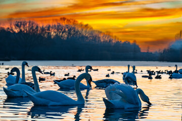 Swans gracefully swim in a serene lake at sunset
