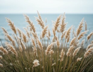 Fototapeta premium Pampas Grass Field Blowing in Breeze Near the Ocean Coastline