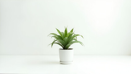 Fototapeta premium Title: A Serene and Modern Studio Photograph Featuring a Single Subject