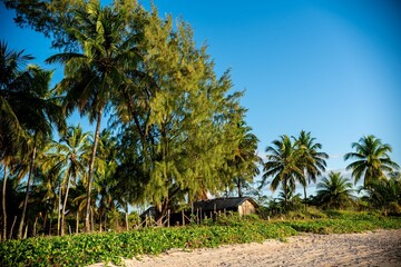 Tropical beach scene with palm trees and hut.