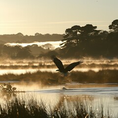 Obraz premium Majestic eagle soaring over misty wetlands at dawn