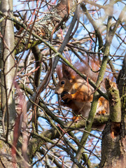 Red squirrel holding nut on a tree branch in bright daylight