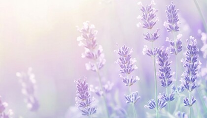 Obraz premium A pastel mint and lavender gradient background. Featuring soft mint greens and lavender purples with smooth transitions. Emphasizing tranquility and beauty. Ideal for calm visuals