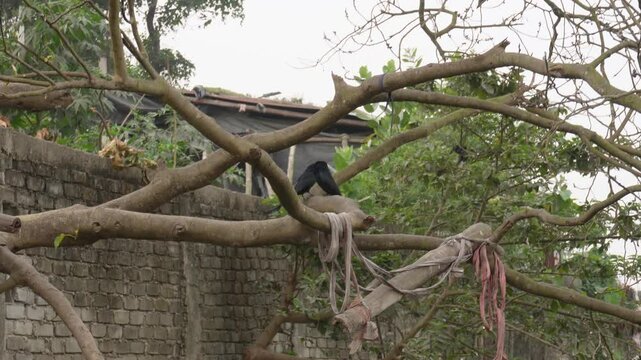 Two drongo birds are hopping and chirping on the branch of a tree