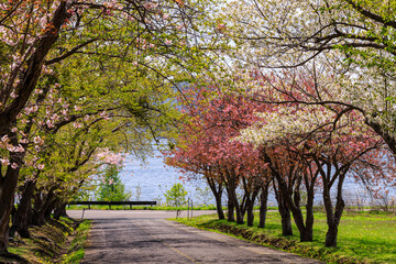 北海道洞爺湖町、烏帽子岩公園の桜並木【5月】