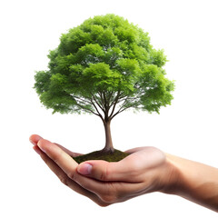 Hands holding a young green plant with soil representing growth and nature