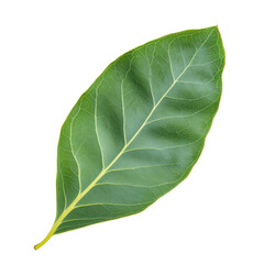 Obraz premium eucalyptus leaf isolated on white or transparent background 