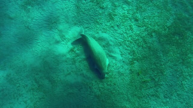 View from above on Sea Cow grazing on sand-silty bottom eating green algae, Slow motion of Marine Sirenia Dugong dugon feeding Smooth ribbon seagrass, Cymodocea rotundata on seabed