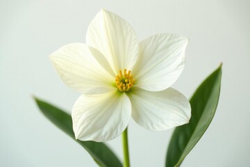 Delicate flower with intricate petals isolated on white background, nature, white, greenery