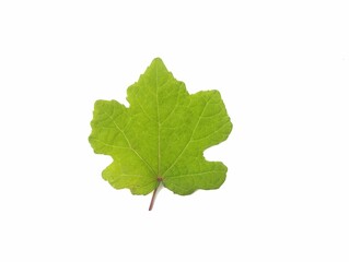 green maple leaf isolated on white background, Botanical photography for creative design 