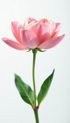 Fototapeta premium Delicate flower with soft petals on white background, white, colorful, single