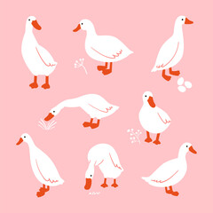 White geese on pink background. Vector illustrations set. Hand drawn in doodle style funny domestic birds