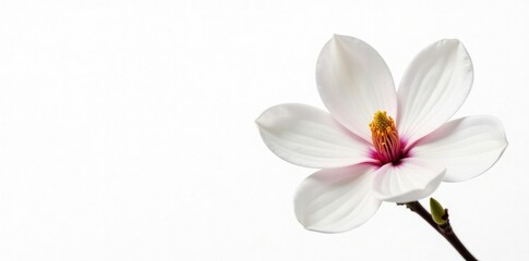 Naklejka premium Isolated magnolia flowers on white background, spring, bloom, delicate flowers