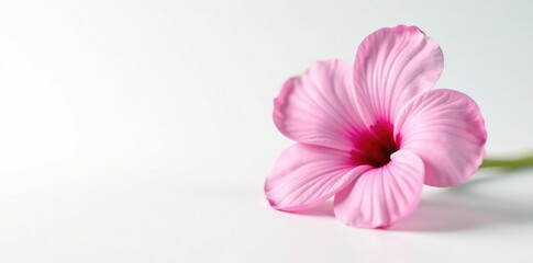 Naklejka premium Isolated single bloom against a bright white surface, petals, delicate