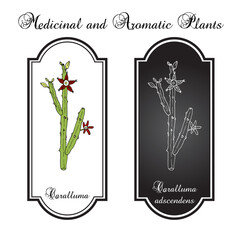 Caralluma (Caralluma adscendens ), edible and medicinal plant. Hand drawn botanical vector illustration