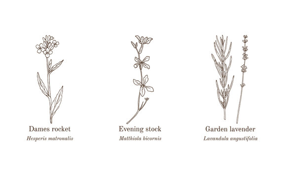 Collection of edible and medicinal plants. Hand drawn botanical vector illustration
